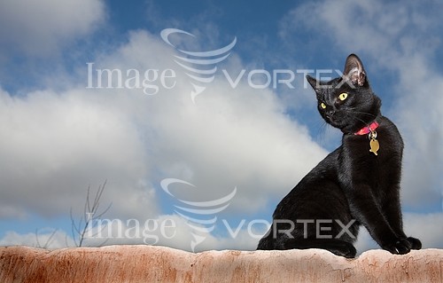 Pet / cat / dog royalty free stock image #169537763