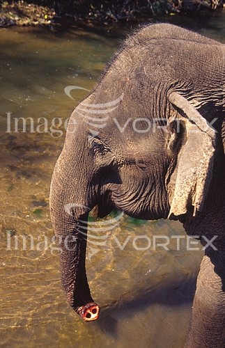 Animal / wildlife royalty free stock image #169732899