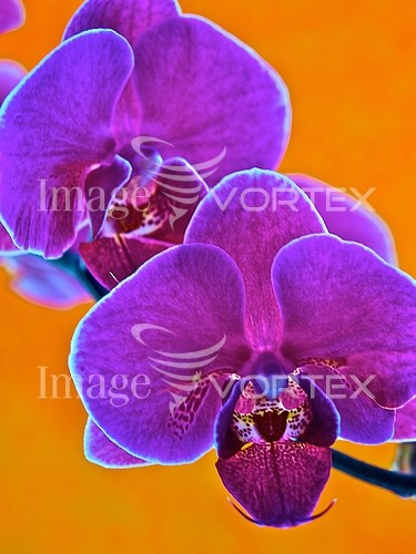 Flower royalty free stock image #171883423