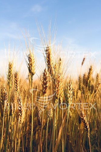 Industry / agriculture royalty free stock image #171940775
