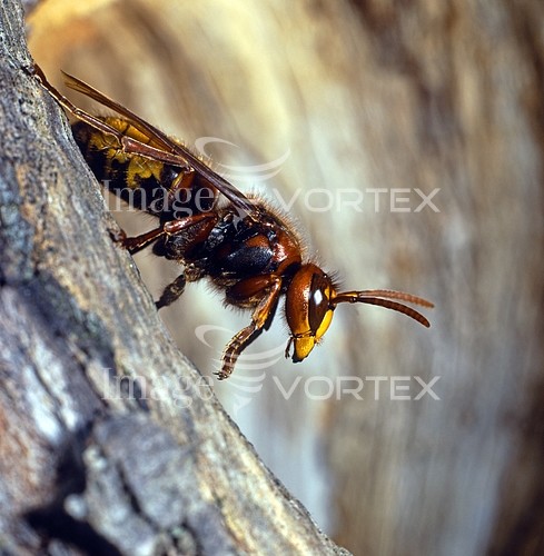 Insect / spider royalty free stock image #172181959