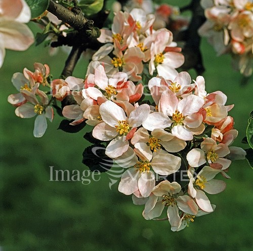 Flower royalty free stock image #173138986