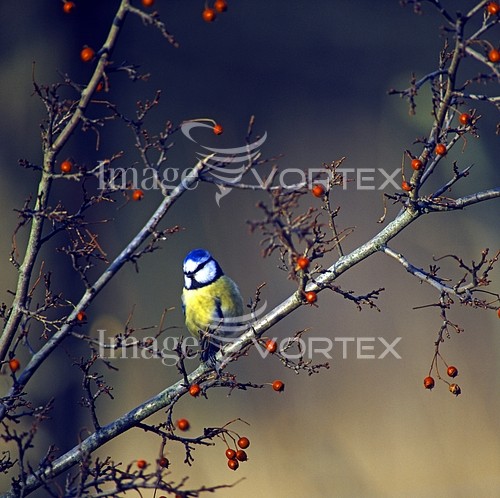 Bird royalty free stock image #175958155