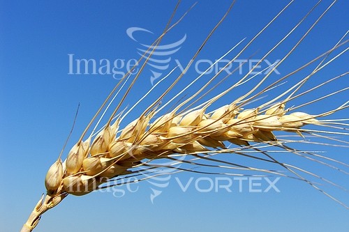 Industry / agriculture royalty free stock image #177385180