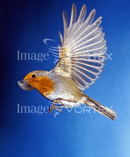 Bird royalty free stock image #177724588
