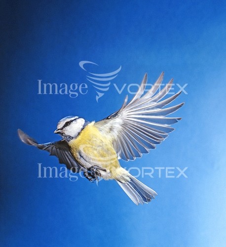 Bird royalty free stock image #178103633
