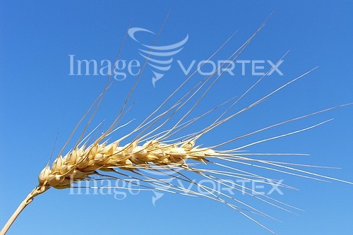 Industry / agriculture royalty free stock image #179243738