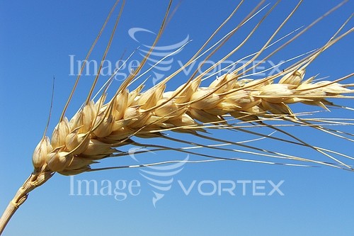 Industry / agriculture royalty free stock image #179384187