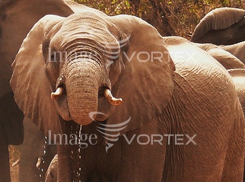 Animal / wildlife royalty free stock image #179986664