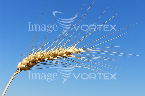 Industry / agriculture royalty free stock image #180670501