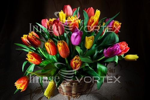 Flower royalty free stock image #180072325