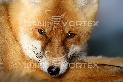 Animal / wildlife royalty free stock image #180476961