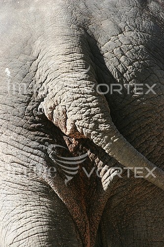 Animal / wildlife royalty free stock image #181498357