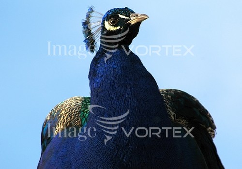 Bird royalty free stock image #181186088