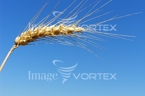 Industry / agriculture royalty free stock image #182167743