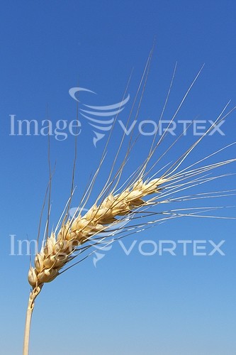 Industry / agriculture royalty free stock image #183226094