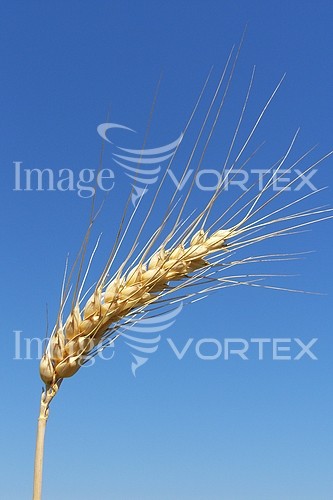 Industry / agriculture royalty free stock image #183274908