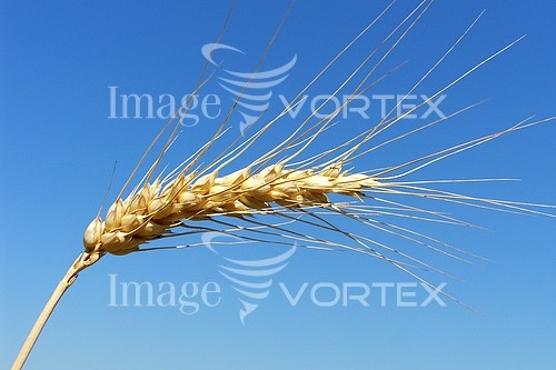 Industry / agriculture royalty free stock image #183855226
