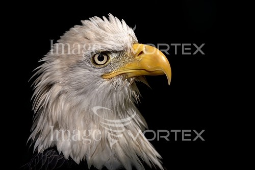Bird royalty free stock image #184665694