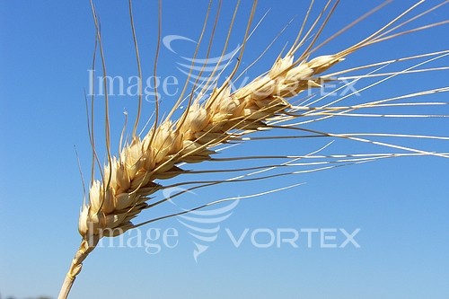 Industry / agriculture royalty free stock image #185988435