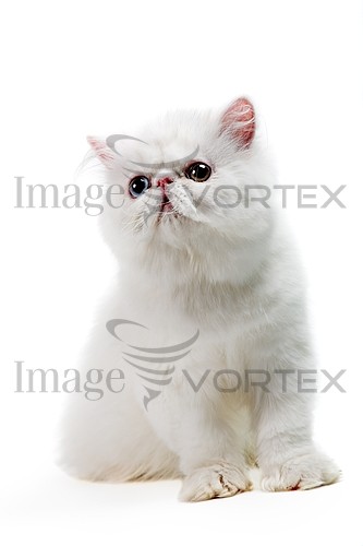 Pet / cat / dog royalty free stock image #189270272