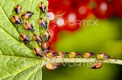 Insect / spider royalty free stock image #191468092