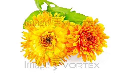 Flower royalty free stock image #191310816