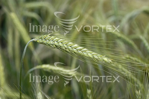 Industry / agriculture royalty free stock image #193103493
