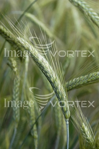 Industry / agriculture royalty free stock image #193784146