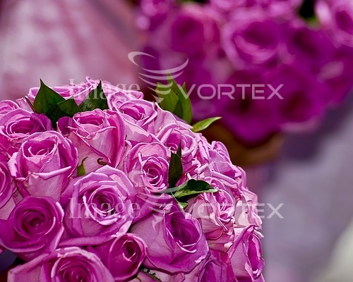 Flower royalty free stock image #194482332
