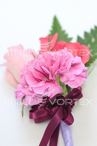 Flower royalty free stock image #199007089