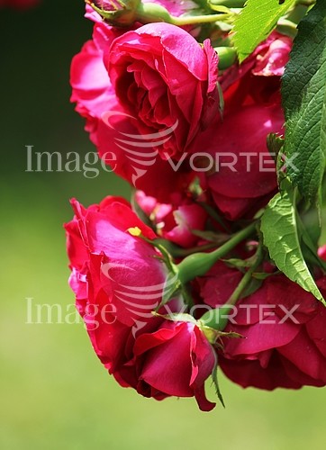 Flower royalty free stock image #199118997