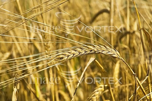 Industry / agriculture royalty free stock image #203689822