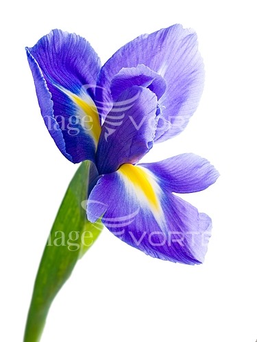 Flower royalty free stock image #204514920