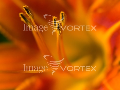 Flower royalty free stock image #204691349