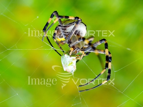 Insect / spider royalty free stock image #204596711