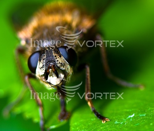 Insect / spider royalty free stock image #205301848
