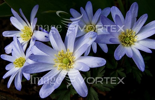 Flower royalty free stock image #205702326