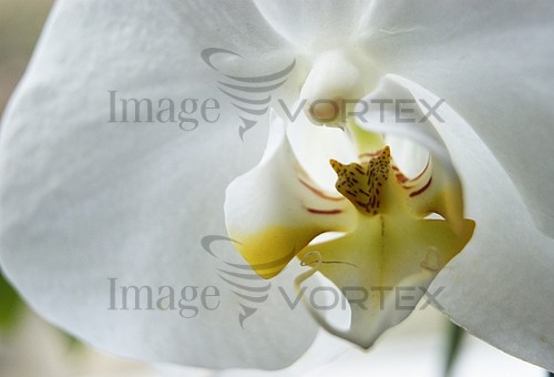 Flower royalty free stock image #205883683