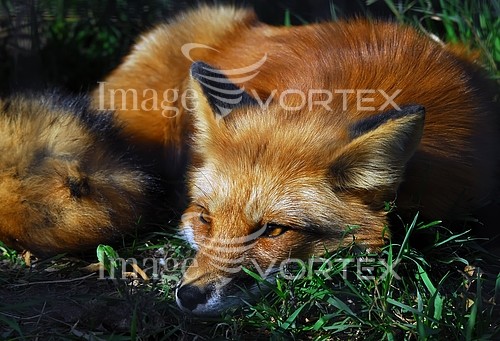 Animal / wildlife royalty free stock image #206566462