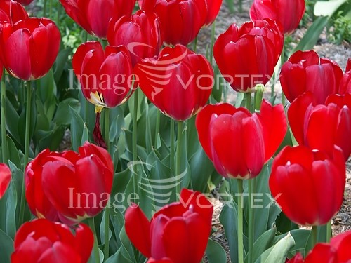 Flower royalty free stock image #206210076