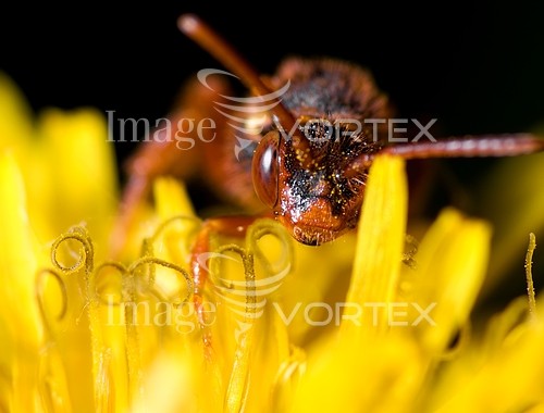 Insect / spider royalty free stock image #207642177