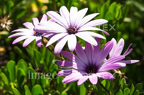 Flower royalty free stock image #207924059