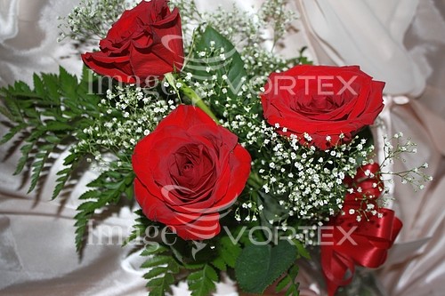 Flower royalty free stock image #207409215
