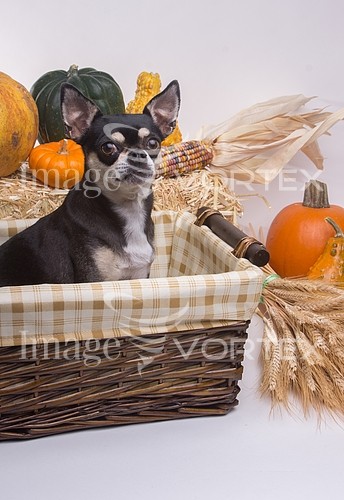 Pet / cat / dog royalty free stock image #208207610
