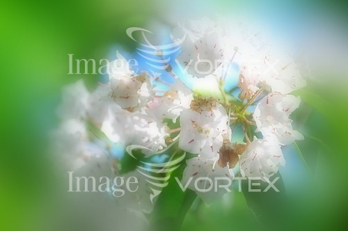 Flower royalty free stock image #209380498