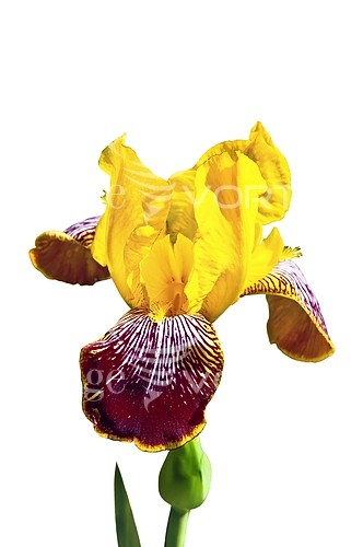 Flower royalty free stock image #209850957