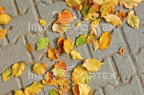 Background / texture royalty free stock image #209861891