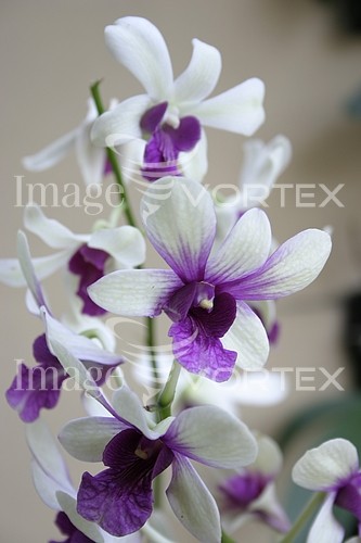 Flower royalty free stock image #210434810