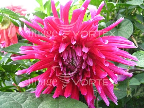 Flower royalty free stock image #212689867